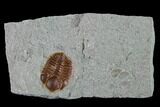 Ordovician Trilobite (Ampyxina) Fossil - Missouri #135522-1